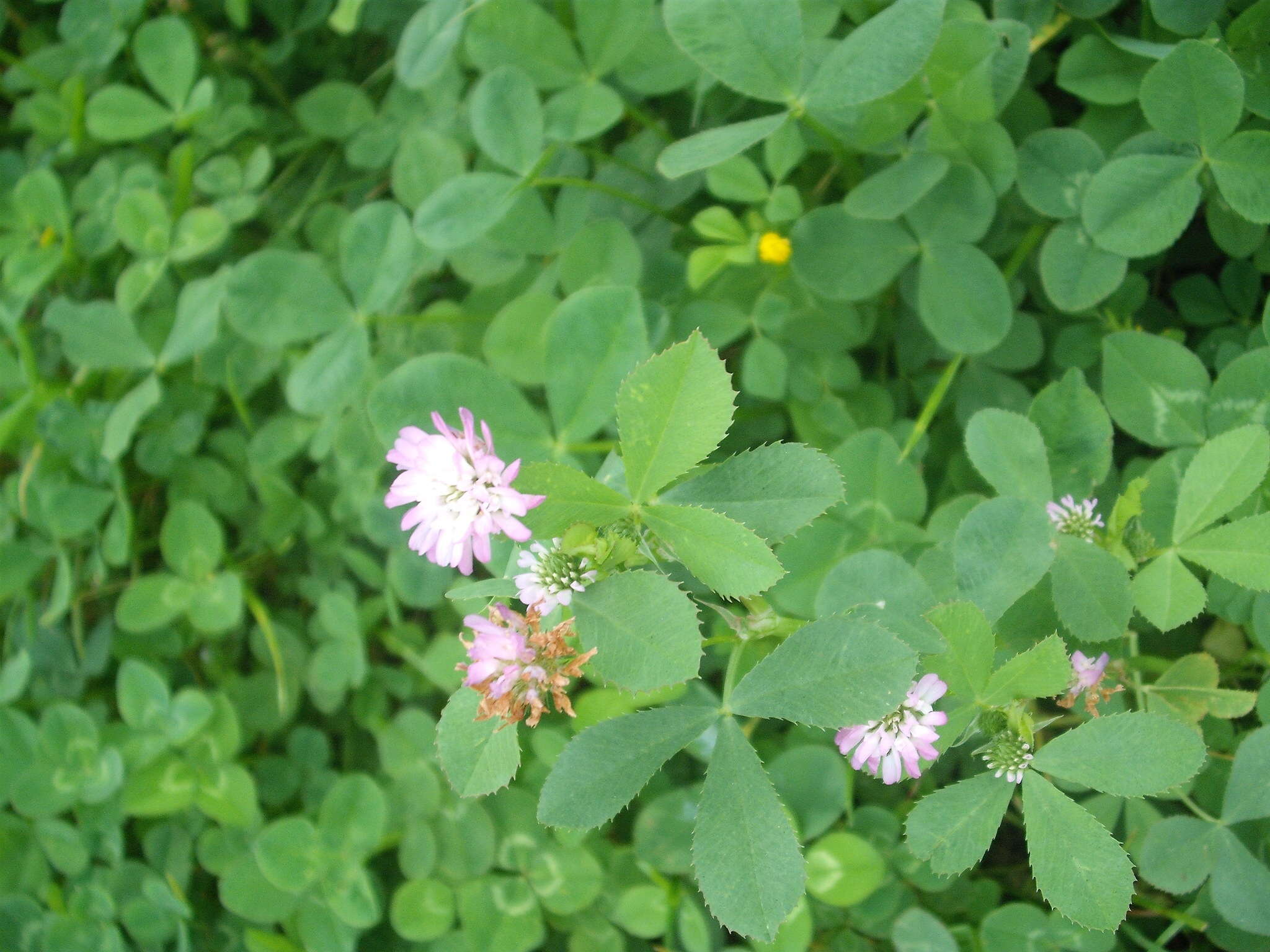 Image of reversed clover