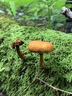 Image of Gymnopilus luteus (Peck) Hesler 1969