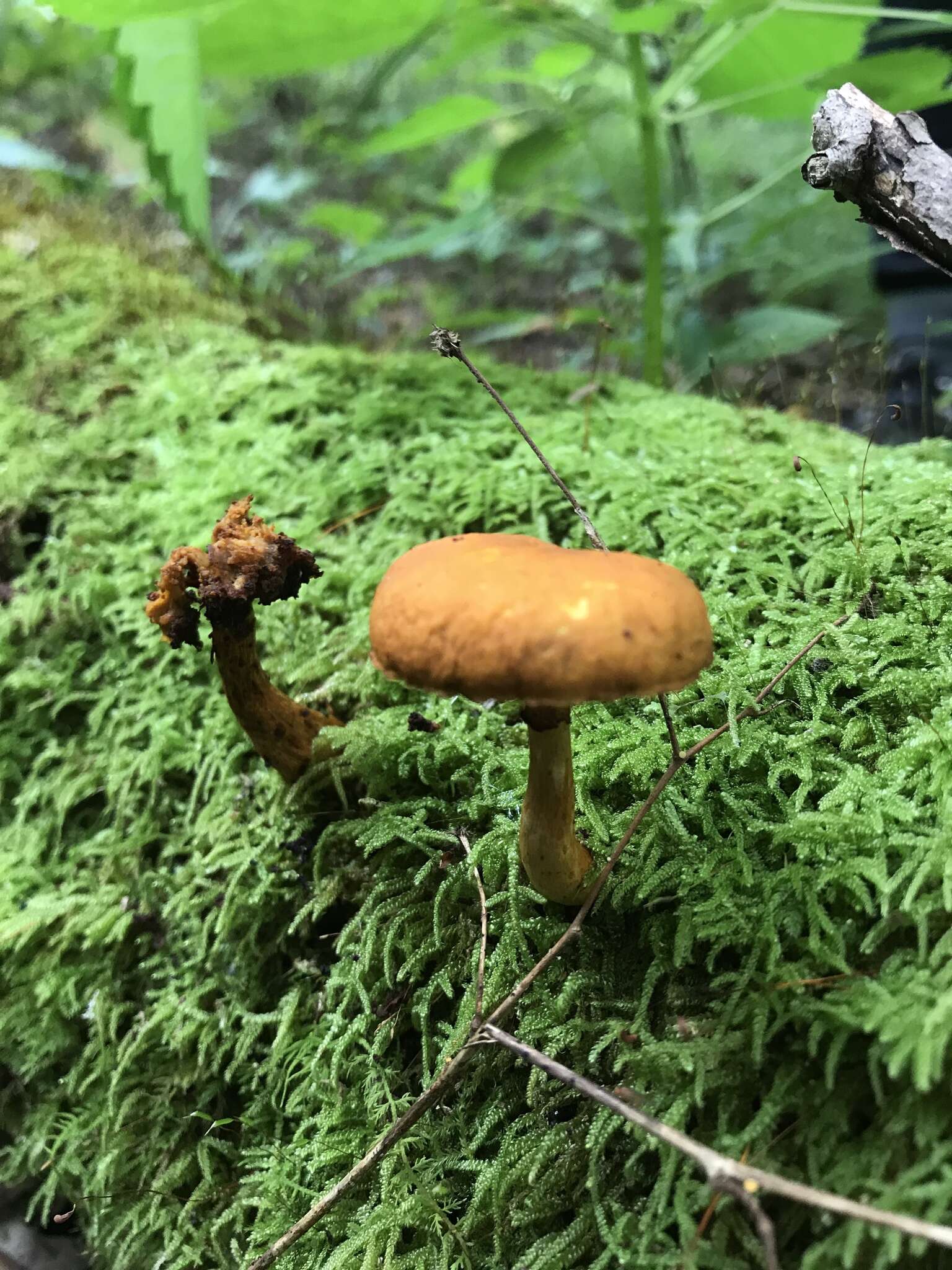 Image of Gymnopilus luteus (Peck) Hesler 1969