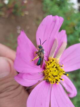 Image of Paragapostemon Vachal 1903