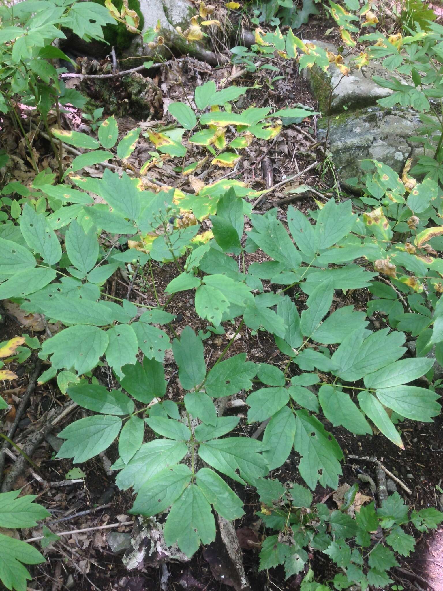 Image de Caulophyllum thalictroides (L.) Michx.