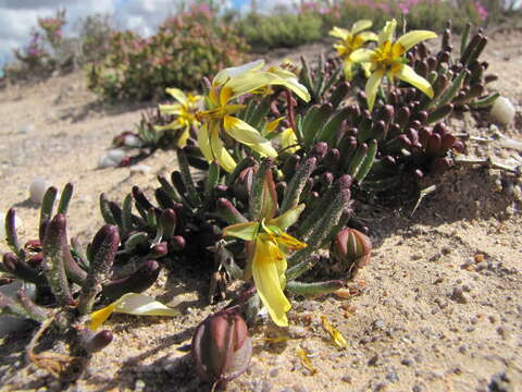 Image of Roepera teretifolia (Schltr.) Beier & Thulin