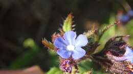 Lycopsis arvensis subsp. orientalis (L.) Kuzn. resmi