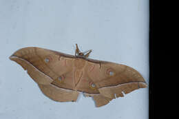 Image of Chinese Tasar Oak Moth