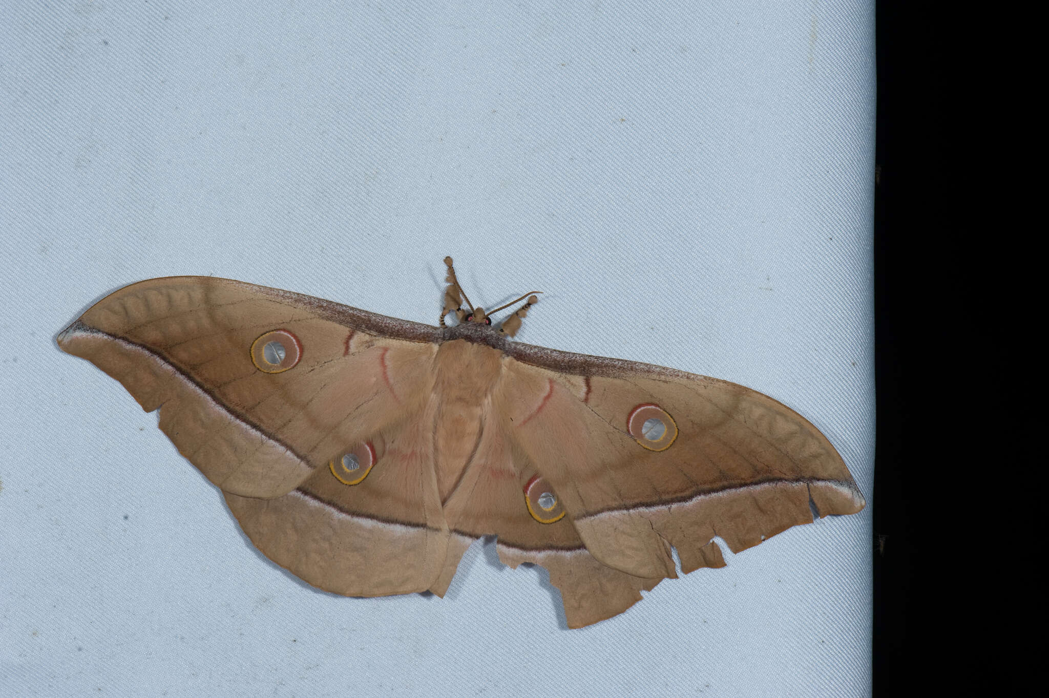 Image of Chinese Tasar Oak Moth