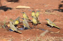 Image of Grey-headed Honeyeater