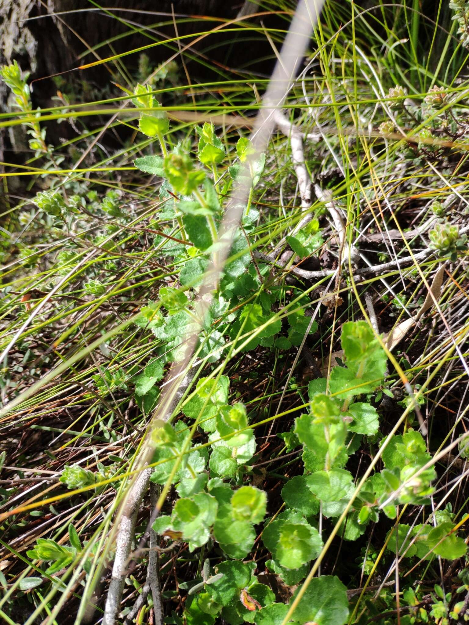 Image of Gonocarpus mezianus (Schindl.) Orchard