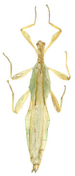 Image of Phyllium conlei Cumming, Valero & Teemsma 2018