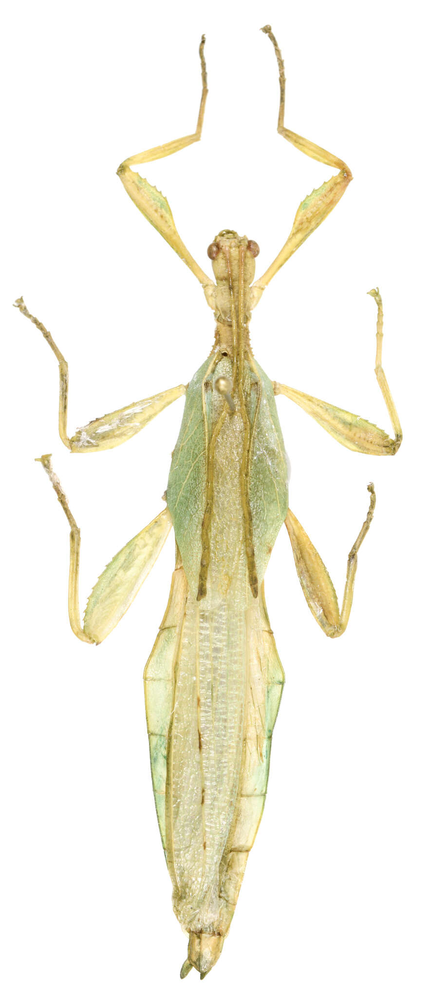 Image of Phyllium conlei Cumming, Valero & Teemsma 2018