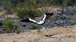 Image of Banded Lapwing