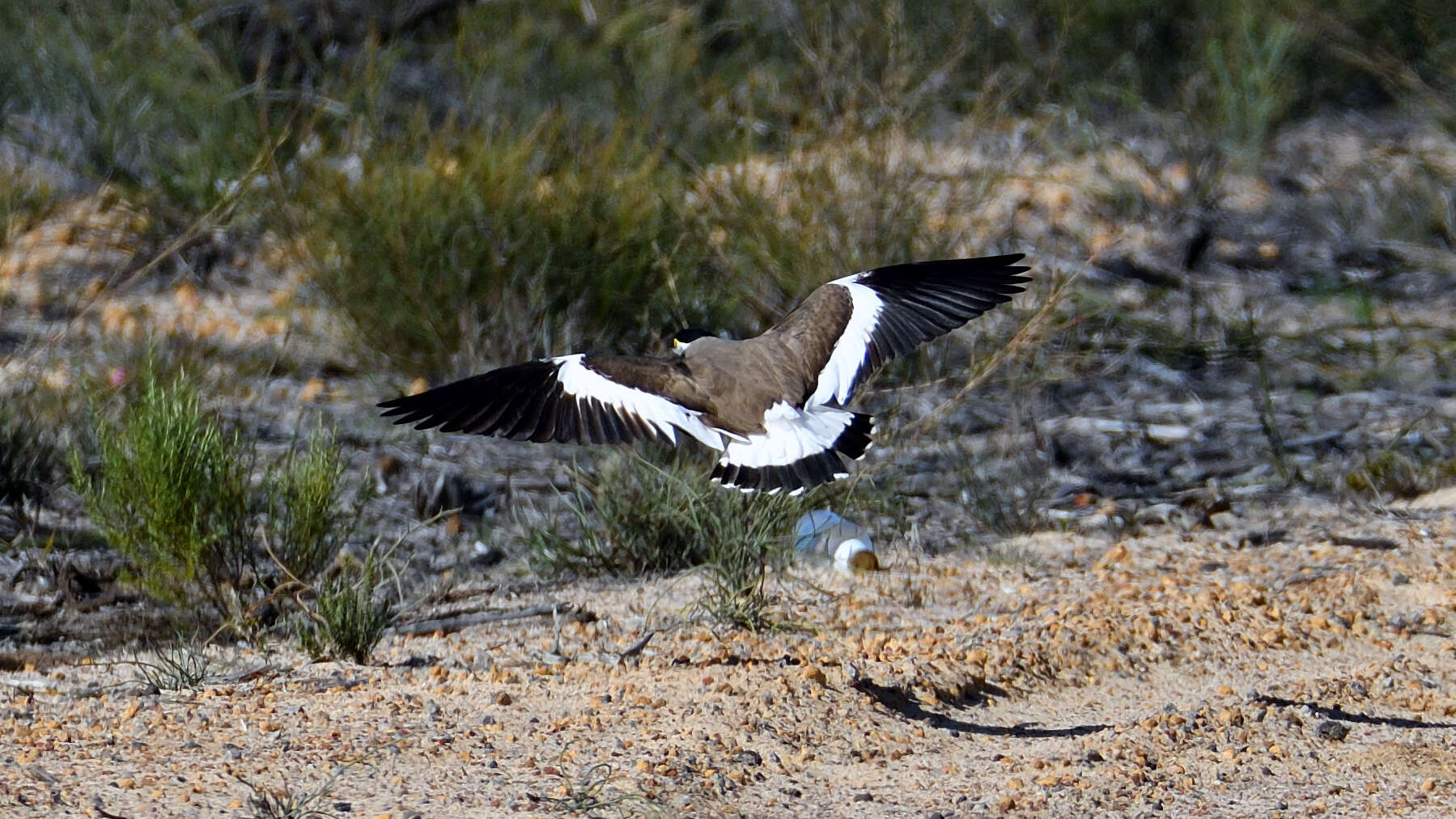 Image of Banded Lapwing