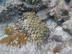 Image of Green Cactus Coral