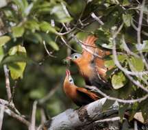 Image of Black-bellied Cuckoo