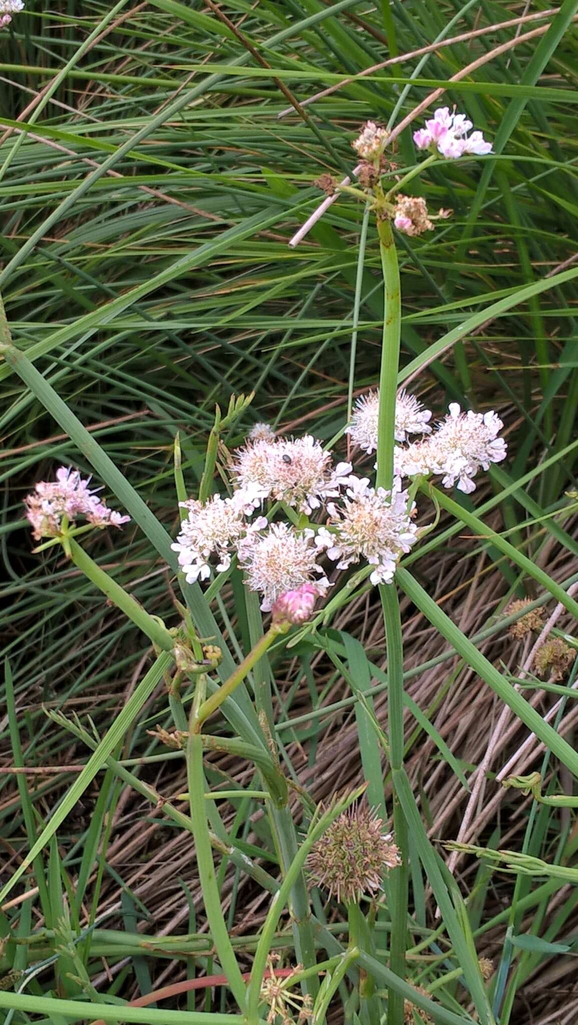 Oenanthe fistulosa L. resmi