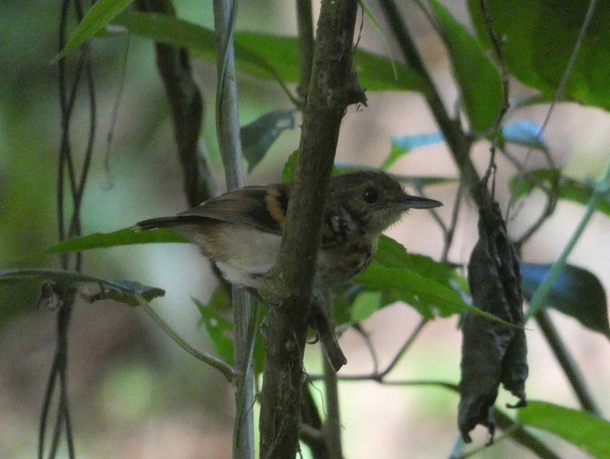 Image of Spotted Antbird