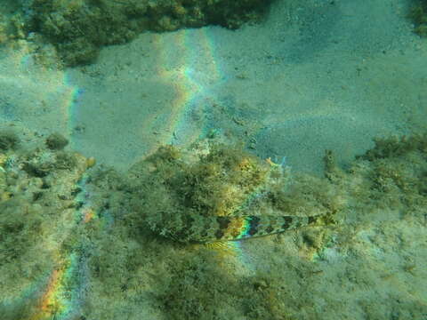 Image of Lizardfish