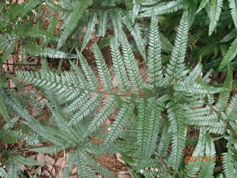 Image of East Indian hollyfern