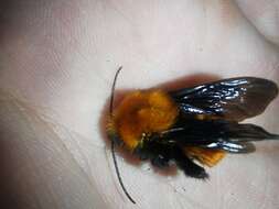 Image of Bombus atripes Smith 1852