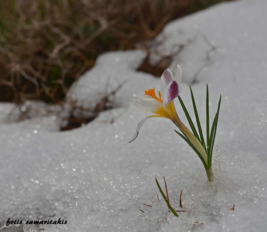 Image of Sieber's crocus