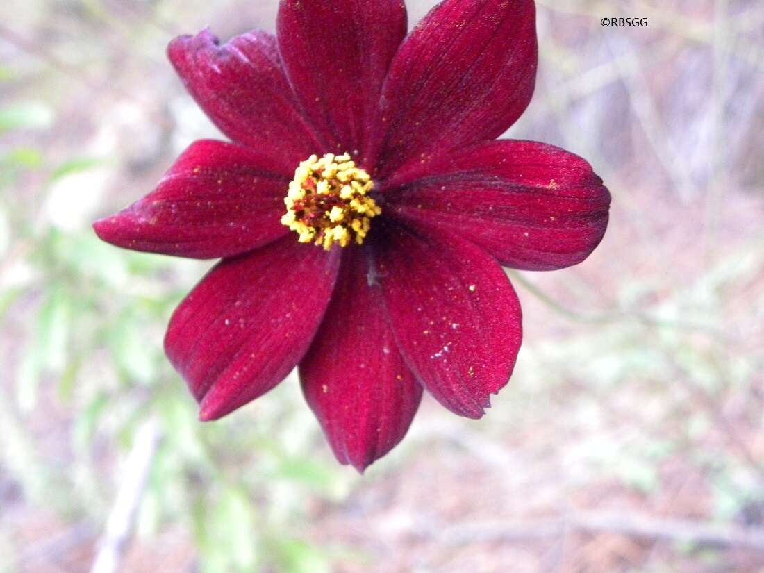 Image of Chocolate Cosmos