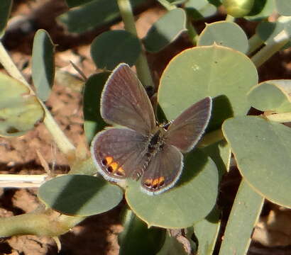 Image of Grass jewel