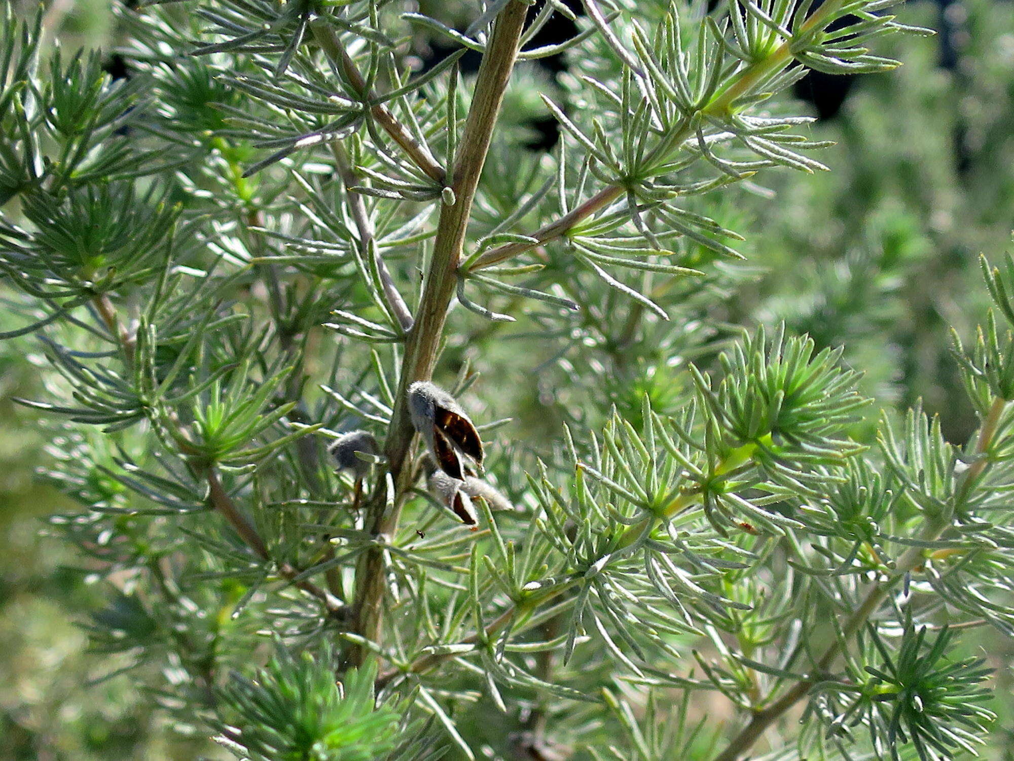 Image of <i>Aspalathus kougaensis</i>