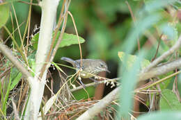 Image of Spotted Scrubwren