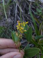 Image of Galphimia australis Chod.