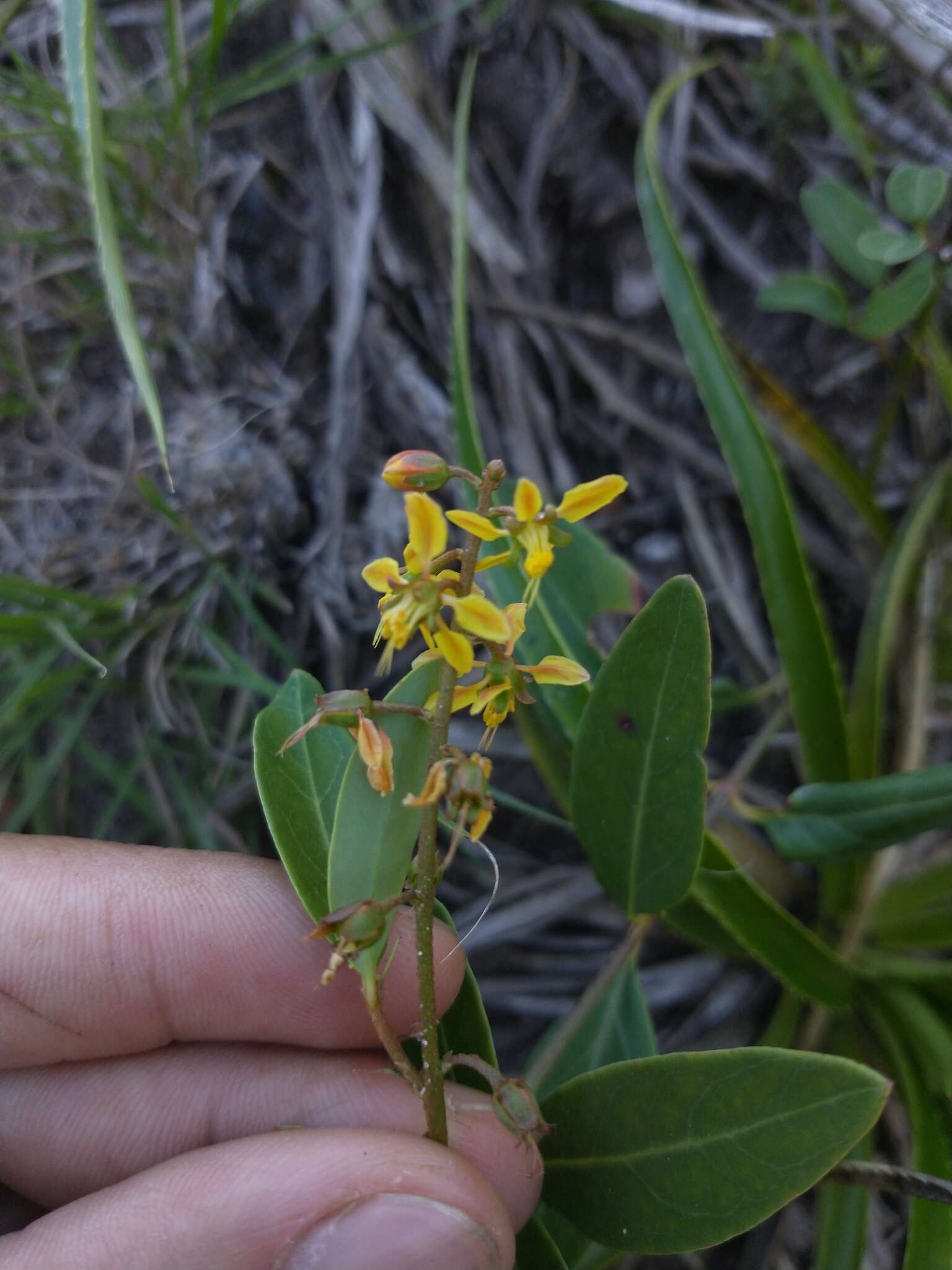 Слика од Galphimia australis Chod.