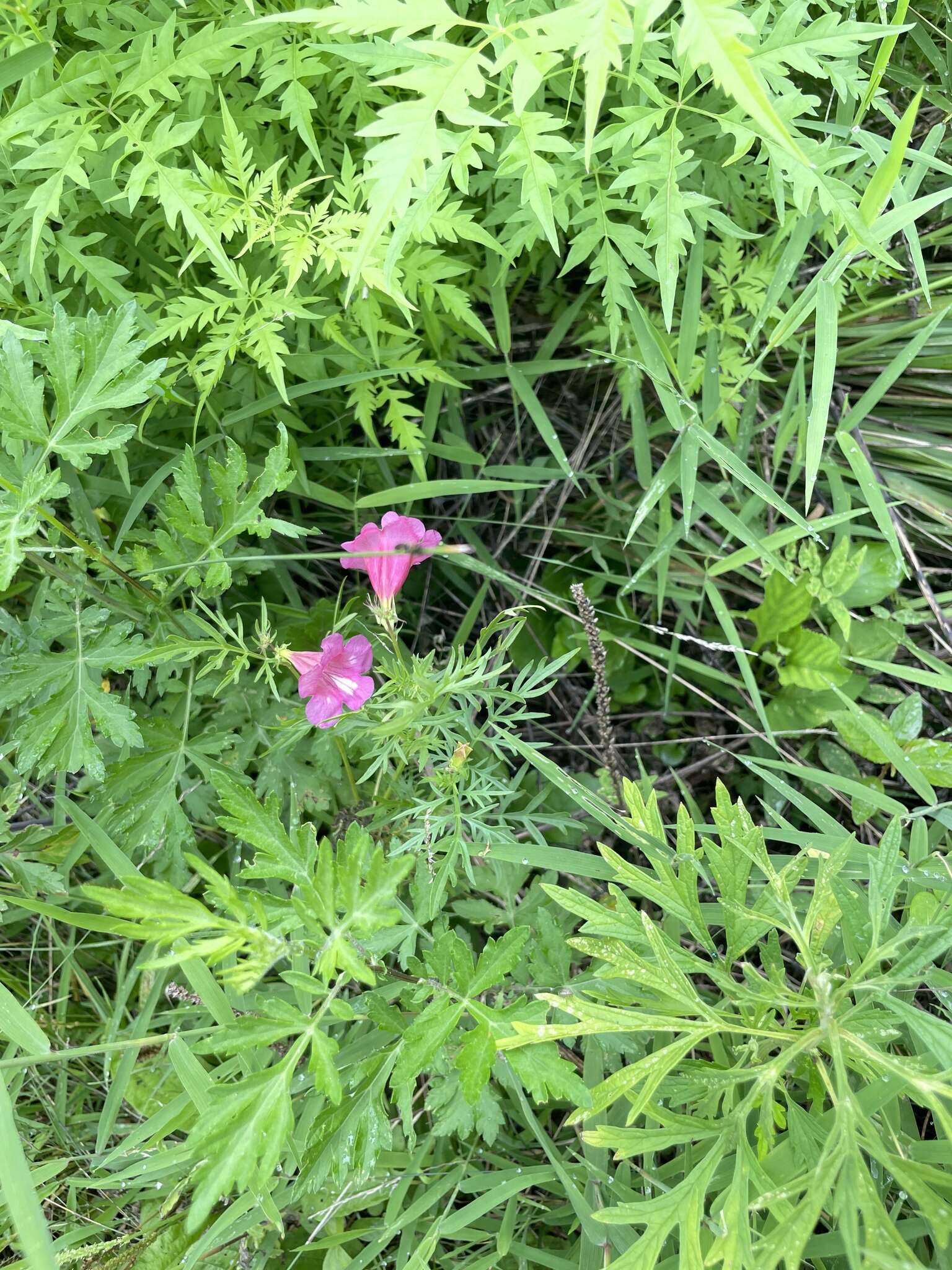 Image of Incarvillea sinensis Lam.