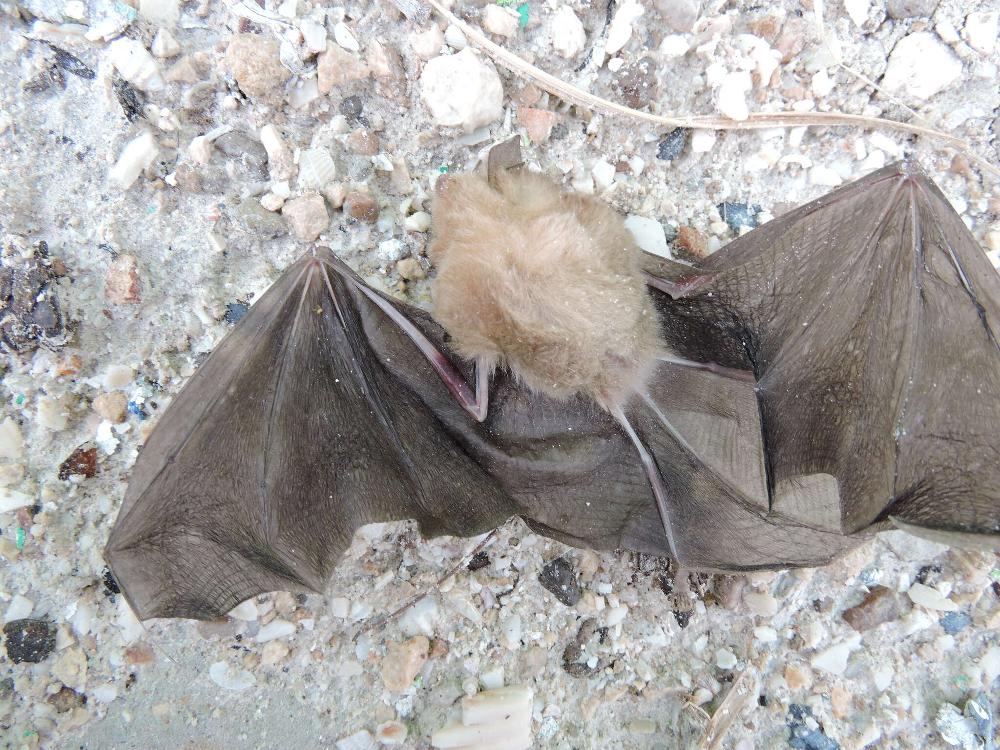 Image of Mexican Greater Funnel-eared Bat