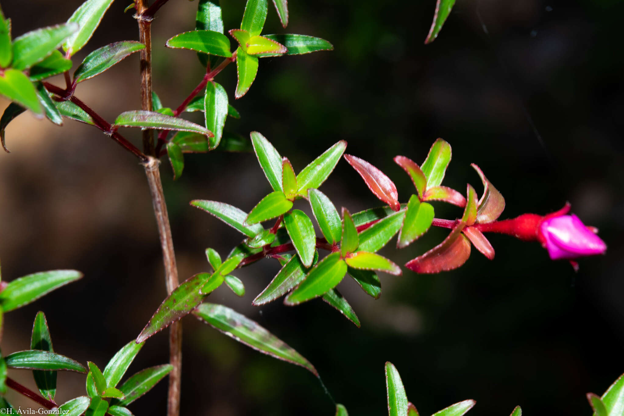 Слика од Monochaetum calcaratum (DC.) Triana