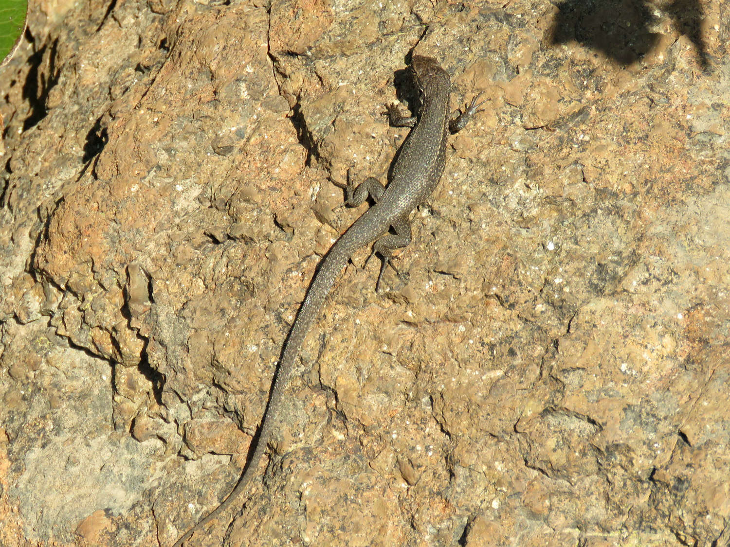 Image of Brown Tree Iguana