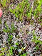 Image of reindeer lichen