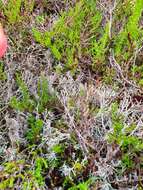 Imagem de Cladonia stygia (Fr.) Ruoss