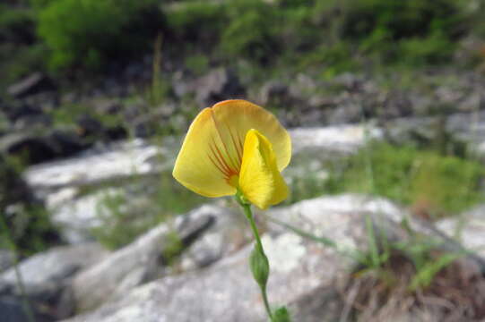 Image of Zornia trachycarpa Vogel