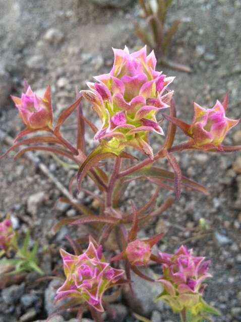 Image of cryptantha owl's-clover