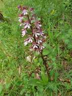 Image de Orchis hybrida (Lindl.) Boenn. ex Rchb.