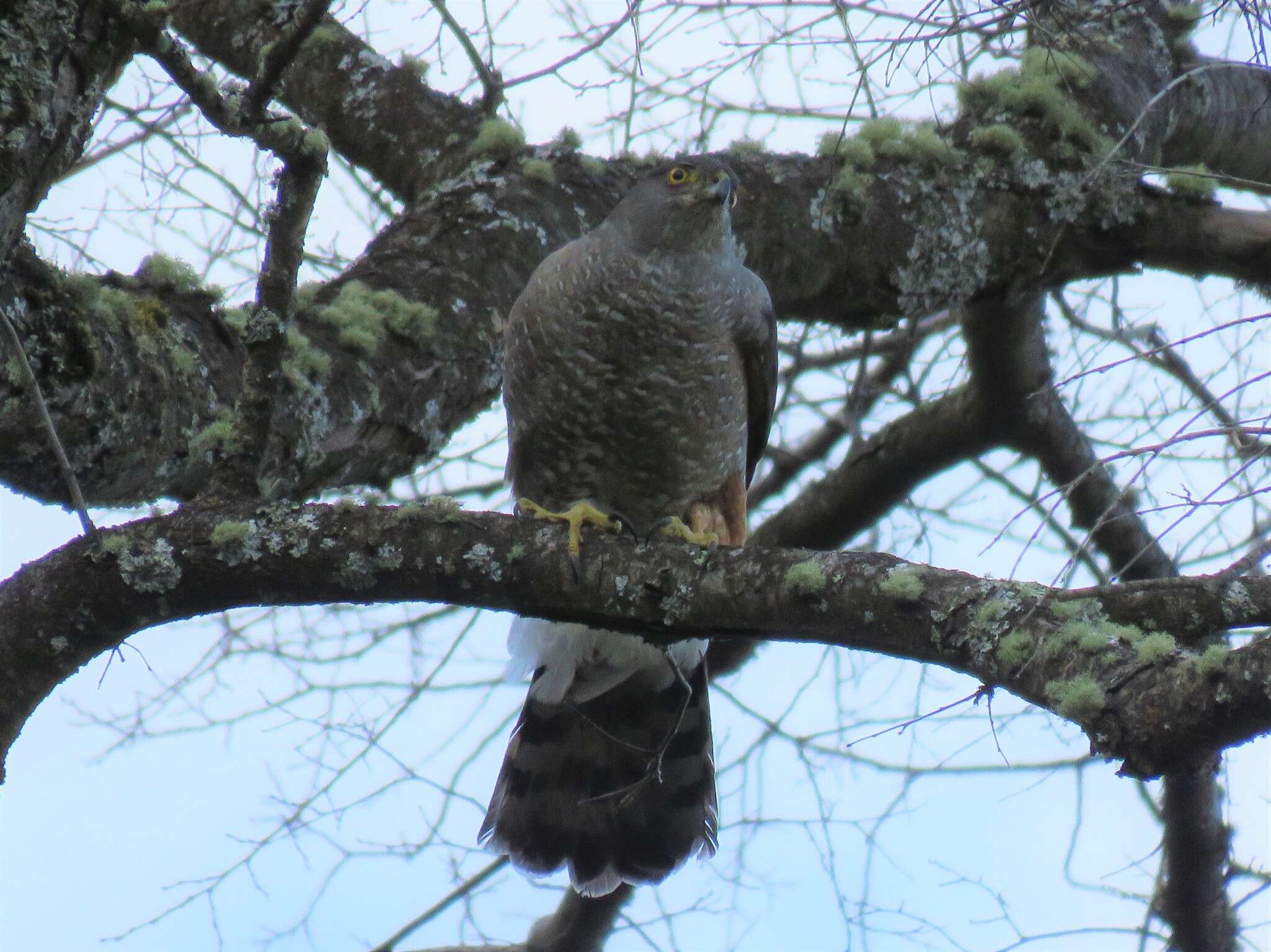 Image of Chilean Hawk