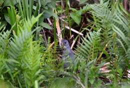 Image of Ash-throated Crake