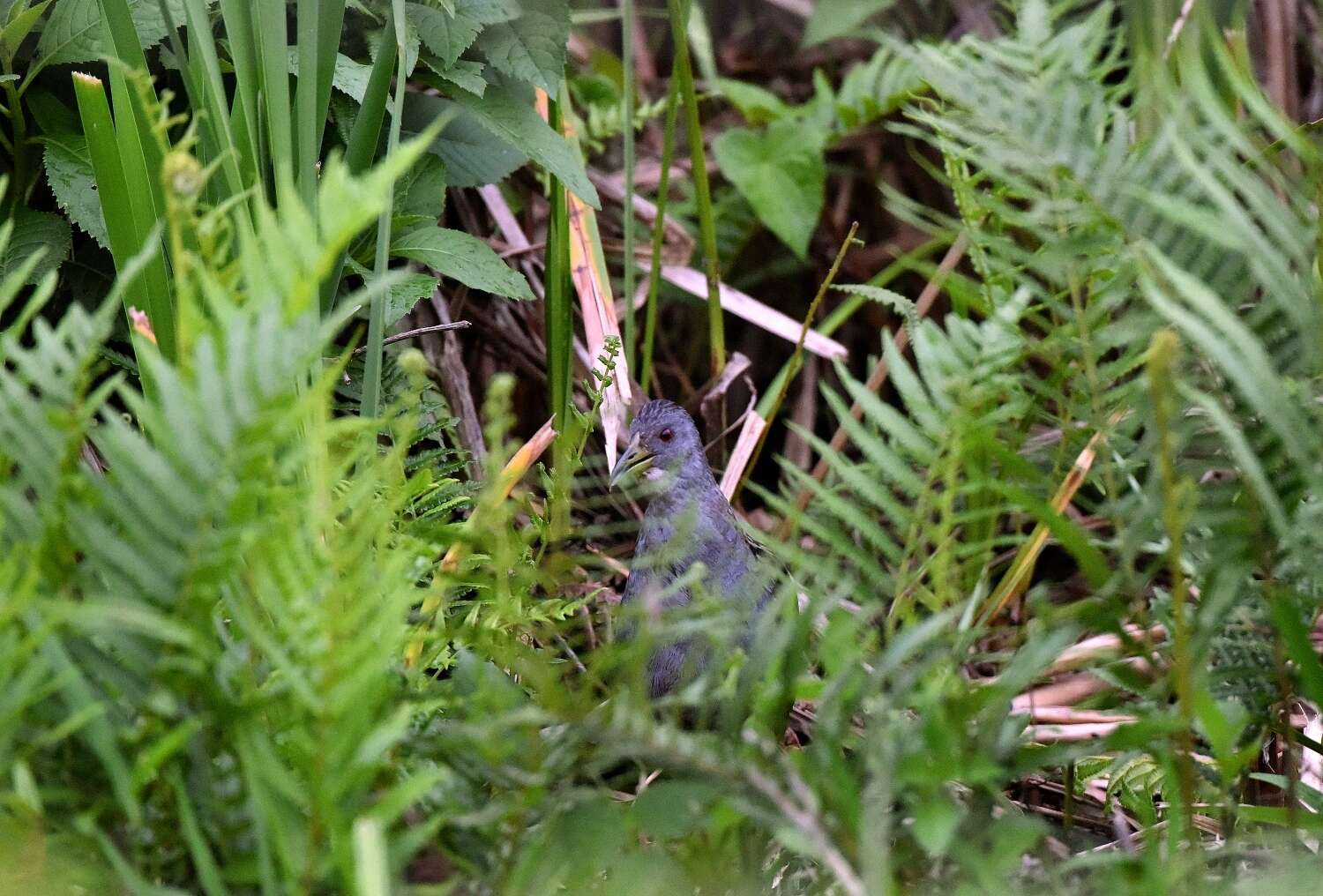 Image of Ash-throated Crake