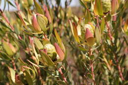 Image of Leucadendron foedum I. Williams