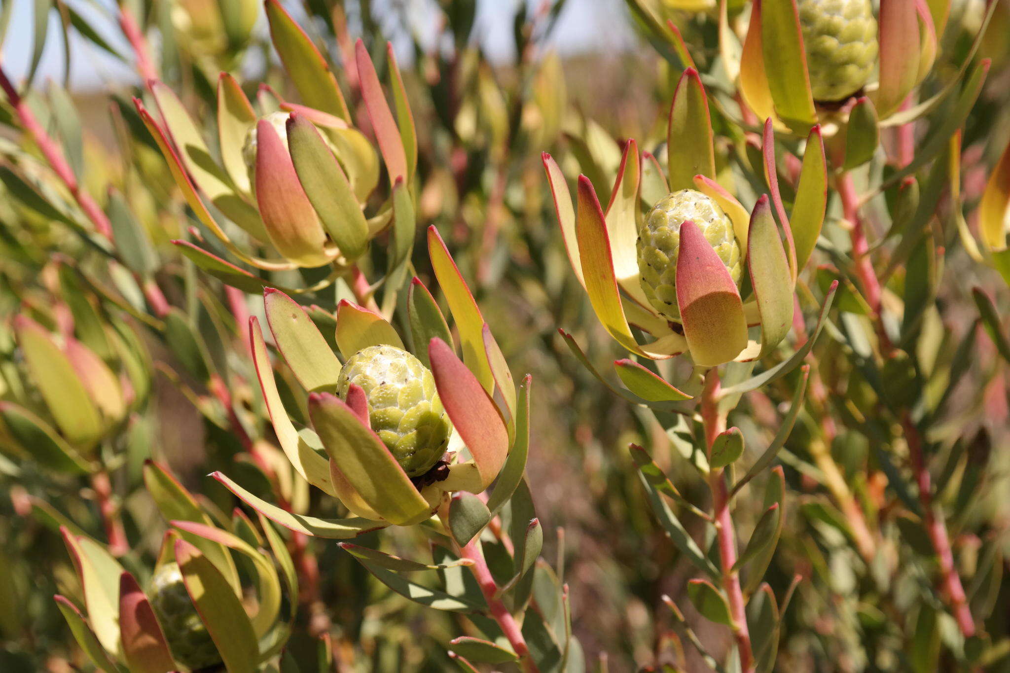 Image of Leucadendron foedum I. Williams