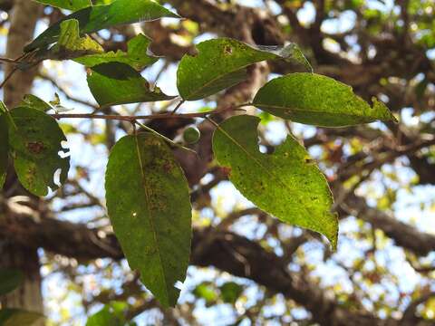 Prunus salasii Standl. resmi