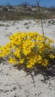 Image of Steirodiscus tagetes (L.) Schltr.