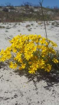 Image of Steirodiscus tagetes (L.) Schltr.