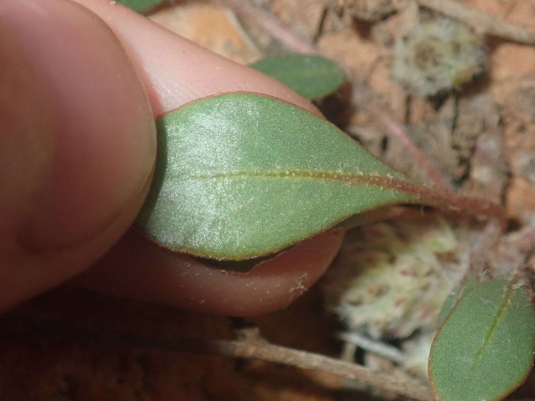 Image of Ptilotus aervoides (F. Müll.) F. Müll.