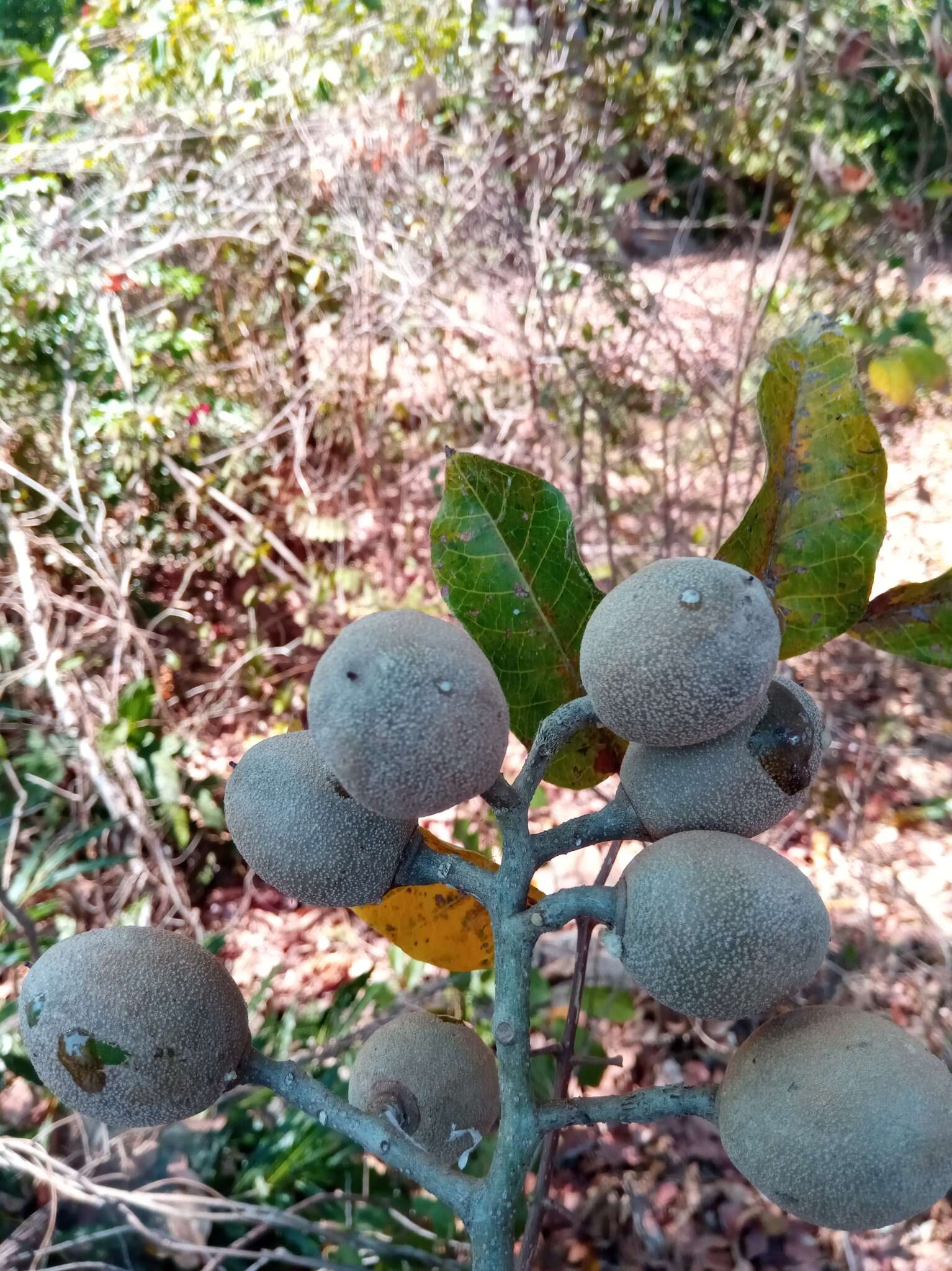 Image of Canarium multiflorum Engl.