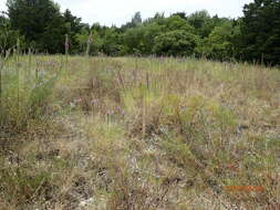 Image of glandular blazing star