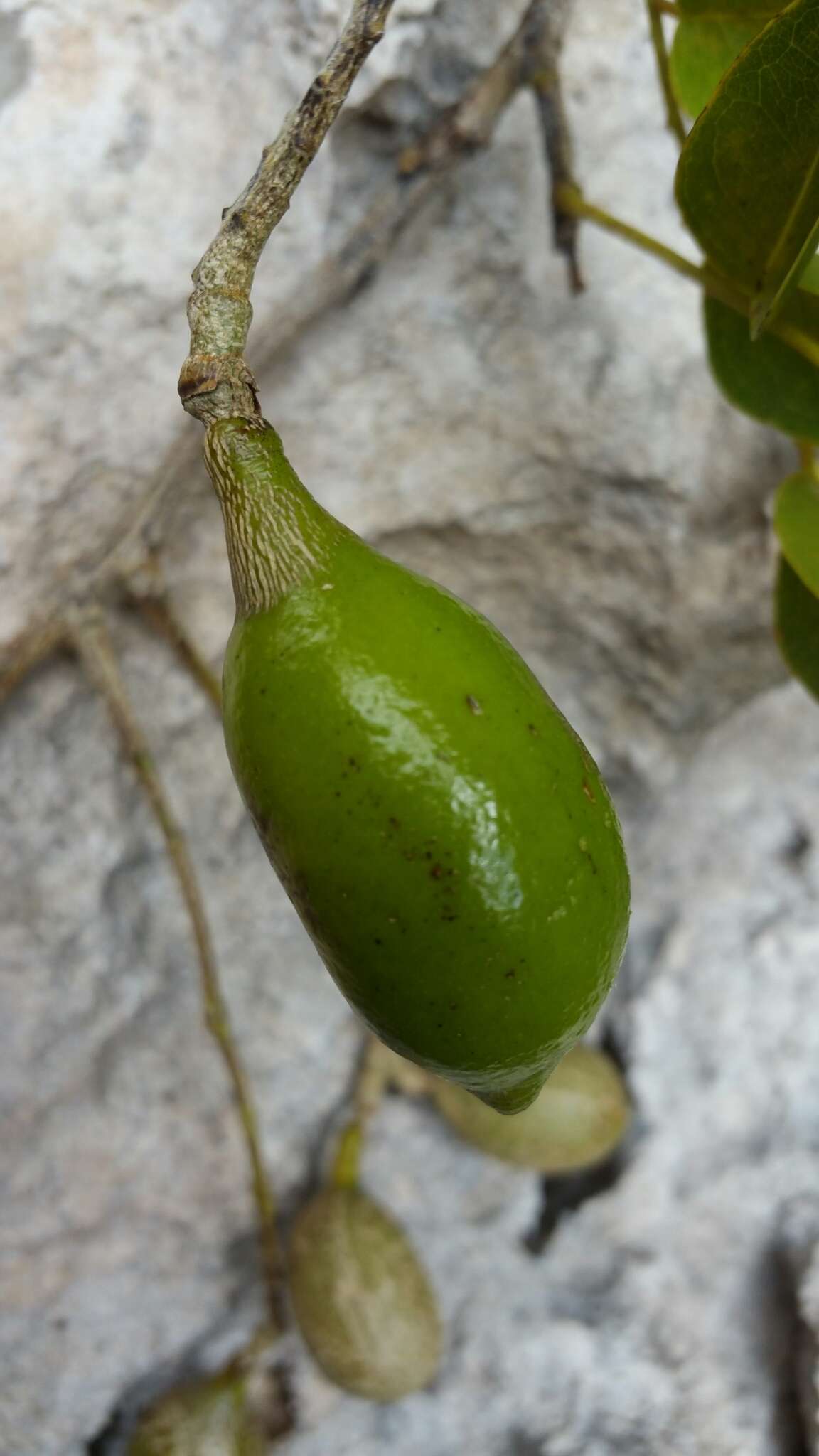 Plancia ëd Xanthocercis madagascariensis Baill.